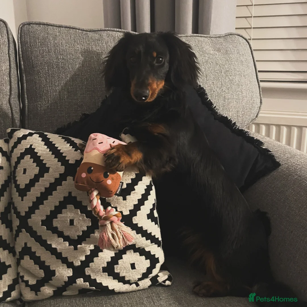 Miniature Dachshund dogs for sale: Long haired miniature daschund in Bridlington - Advert 1