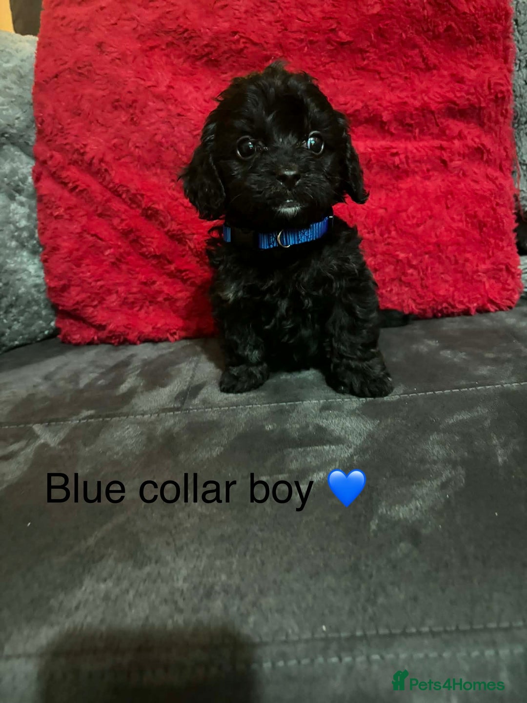 Cavapoo dogs for sale: Cavapoos ready 23rd December 🥰🥰 - Advert 6