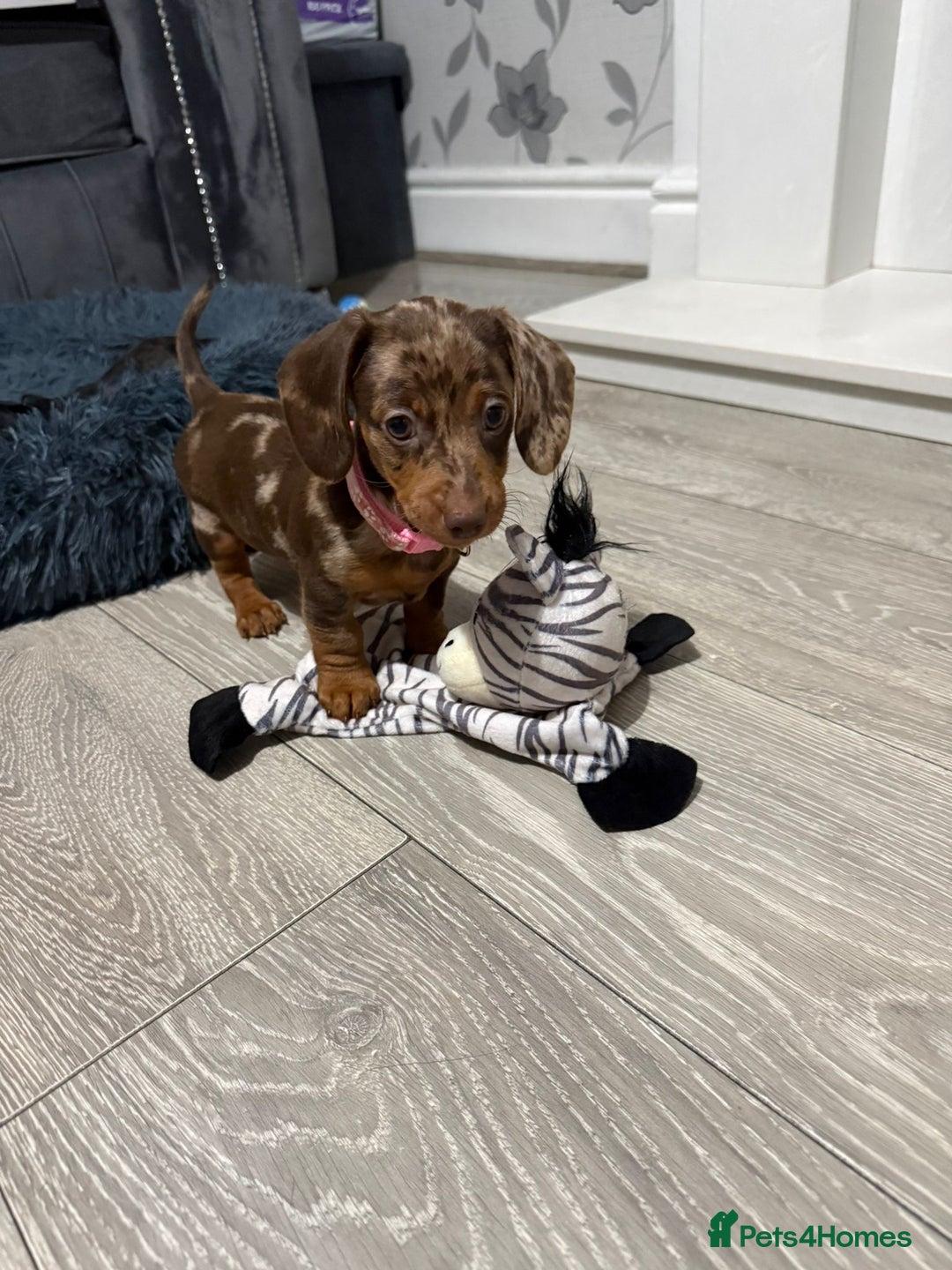 Miniature Dachshund dogs for sale: 8 Week Old Miniature Dachshund Puppies  - Advert 25