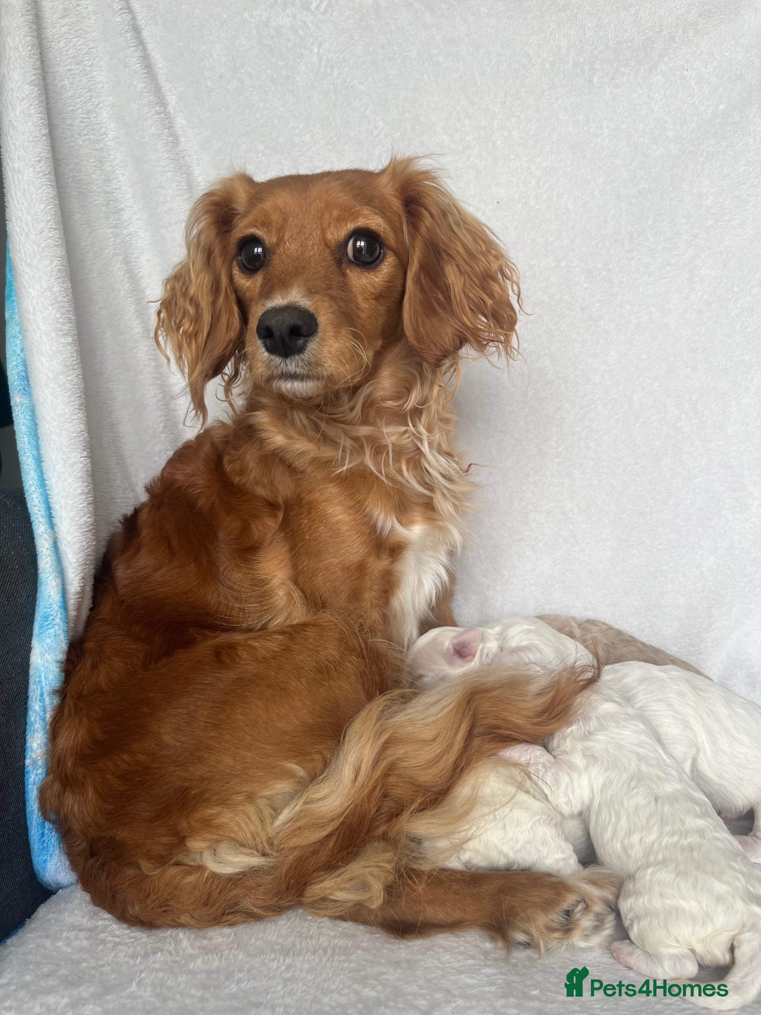 Mixed Breed dogs 2 female Cavapoochon x Cockerpoo - Advert 1