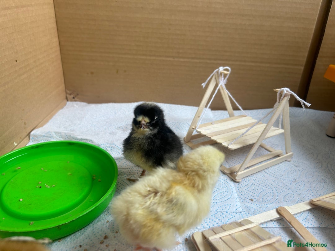 Chickens poultry for sale: Chicks for sale  - Image 2