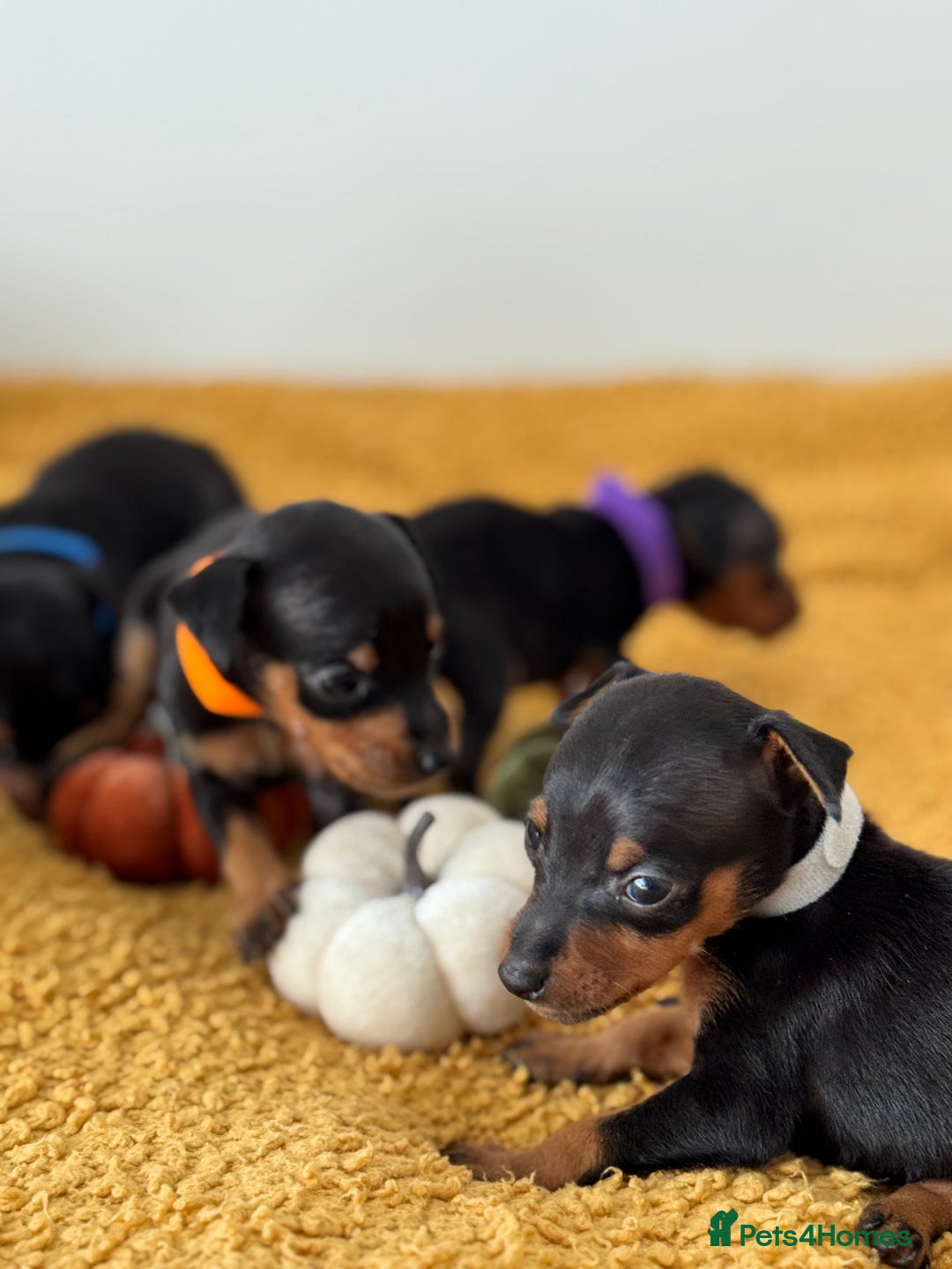 Miniature Pinscher dogs for sale: Miniature Pincher Puppies  - Image 11