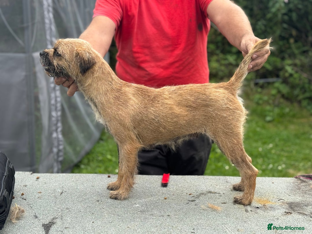 Border Terrier dogs for sale: TOP QUALITY BORDER TERRIER PUPPIES  - Image 2