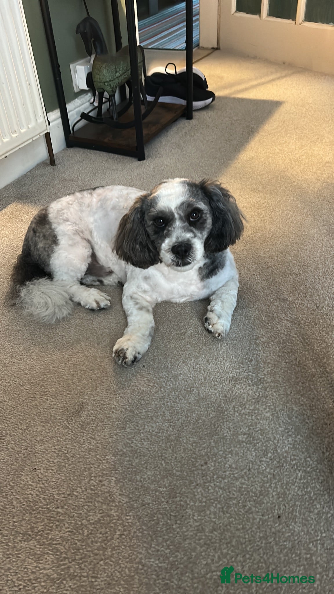 Shihpoo dogs 2 year old Shihpoo available for stud - Advert 1