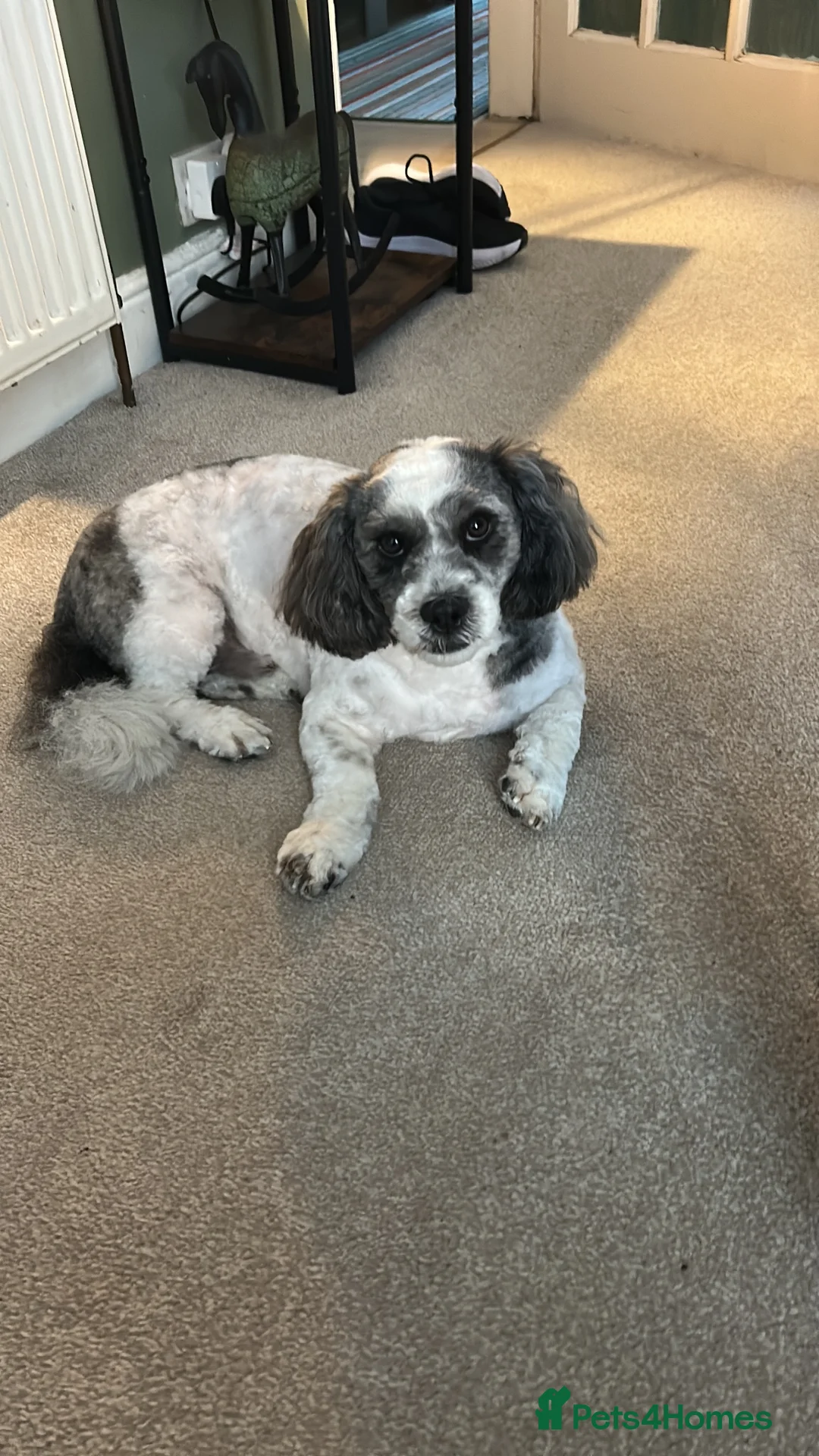 Shihpoo dogs for stud: 2 year old Shihpoo available for stud in Harrogate - Advert 1