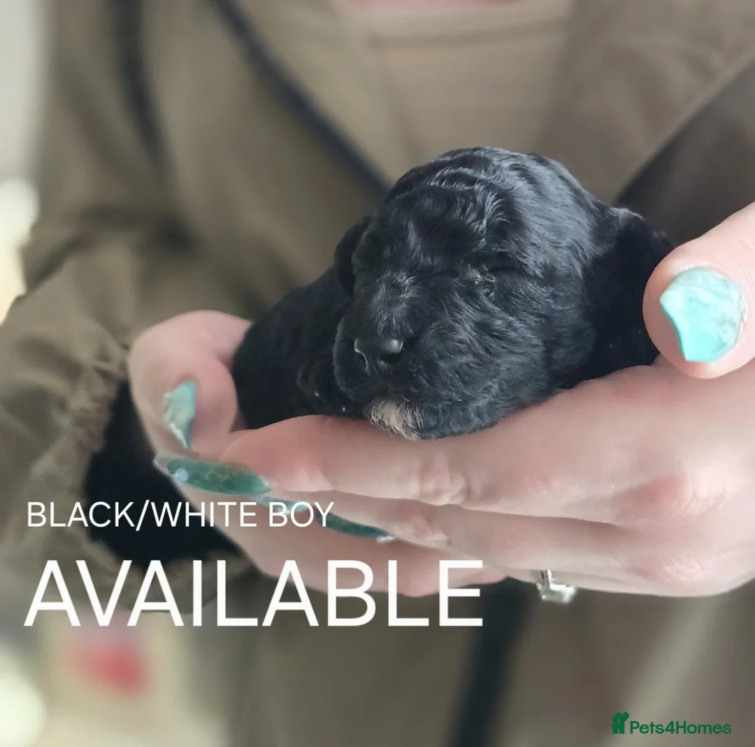 Toy Poodle dogs for sale: 2 Beautiful Toy Poodle pups in Middlesbrough - Advert 2