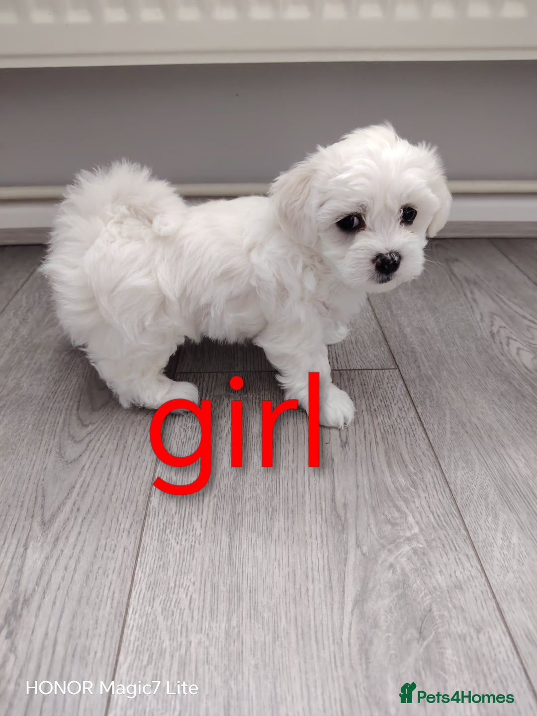 Maltese dogs for sale: Pure Maltese puppies❤️💙 - Image 7
