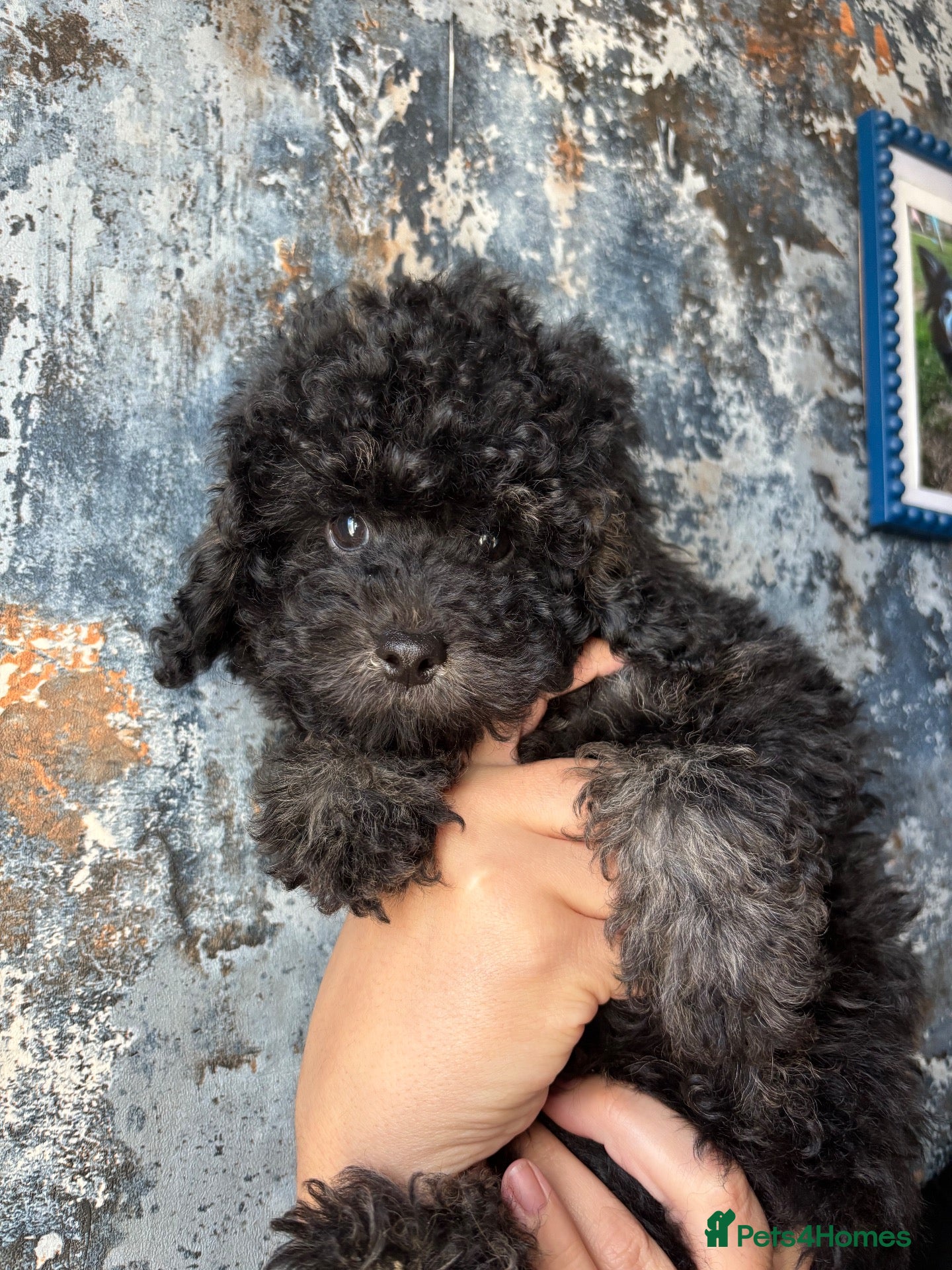 Cavapoo dogs Breeze is still looking please read full advert - Advert 10