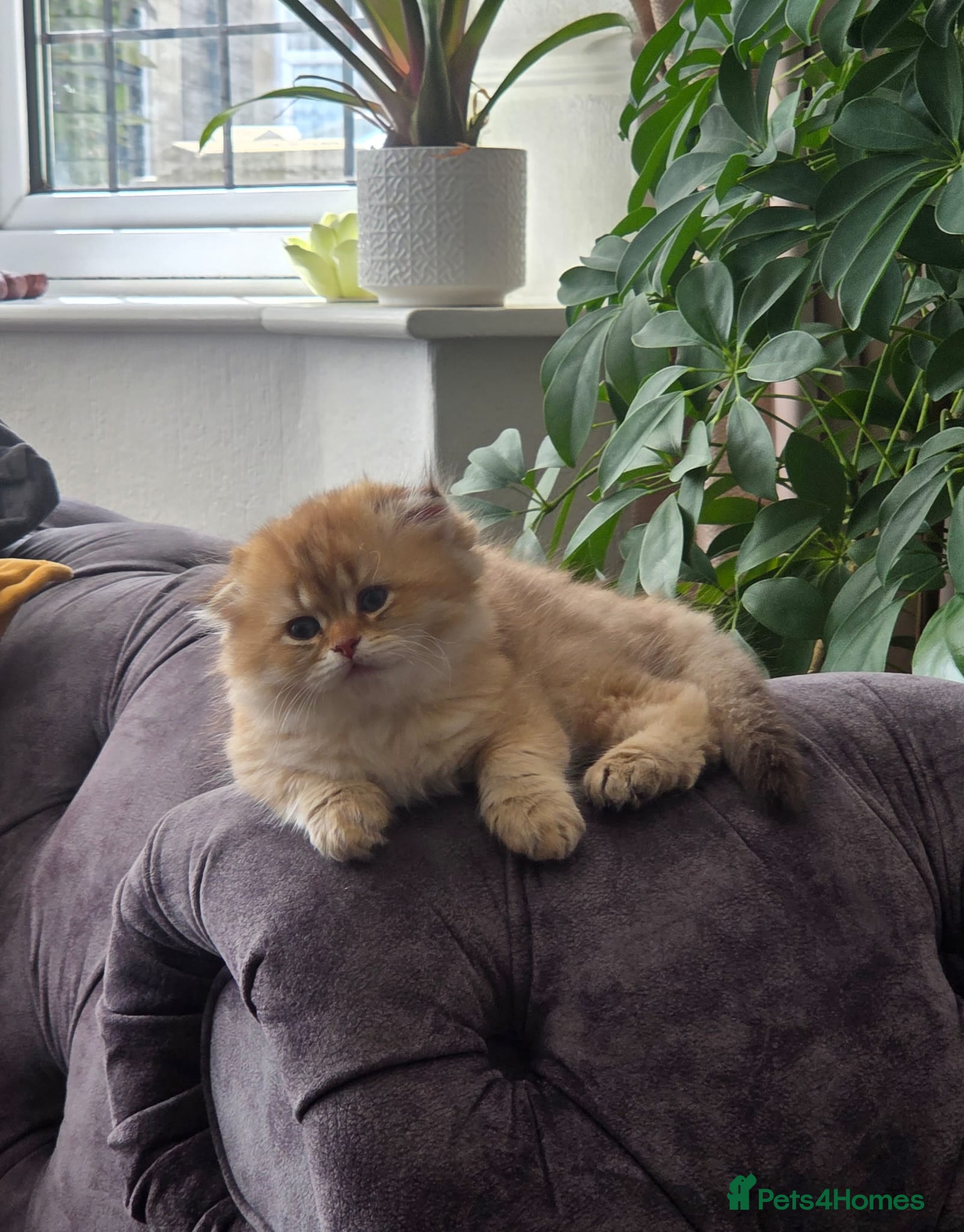 Scottish Fold cats Adorable Scottish Fold and Straight kittens 💙💜  - Advert 2