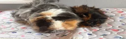 Guinea Pig rodents for sale: Two bonded pairs of boars - Advert 1