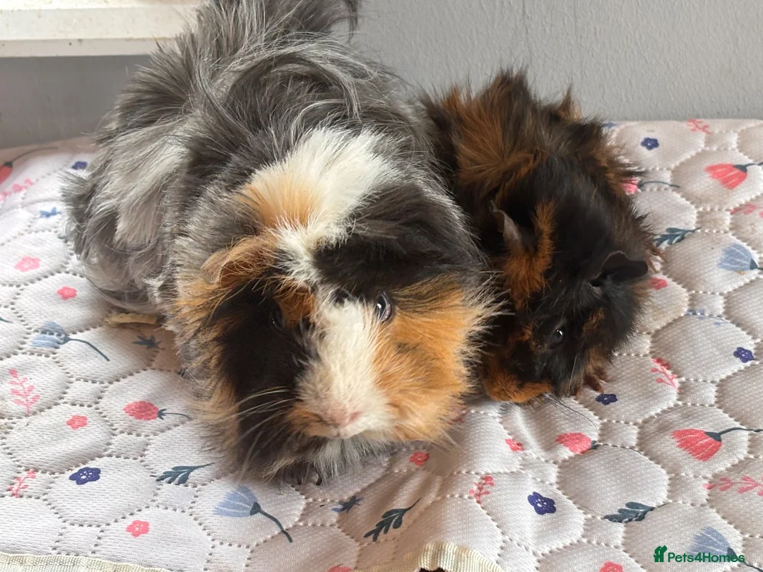 Guinea Pig rodents for sale: Two bonded pairs of boars - Advert 1