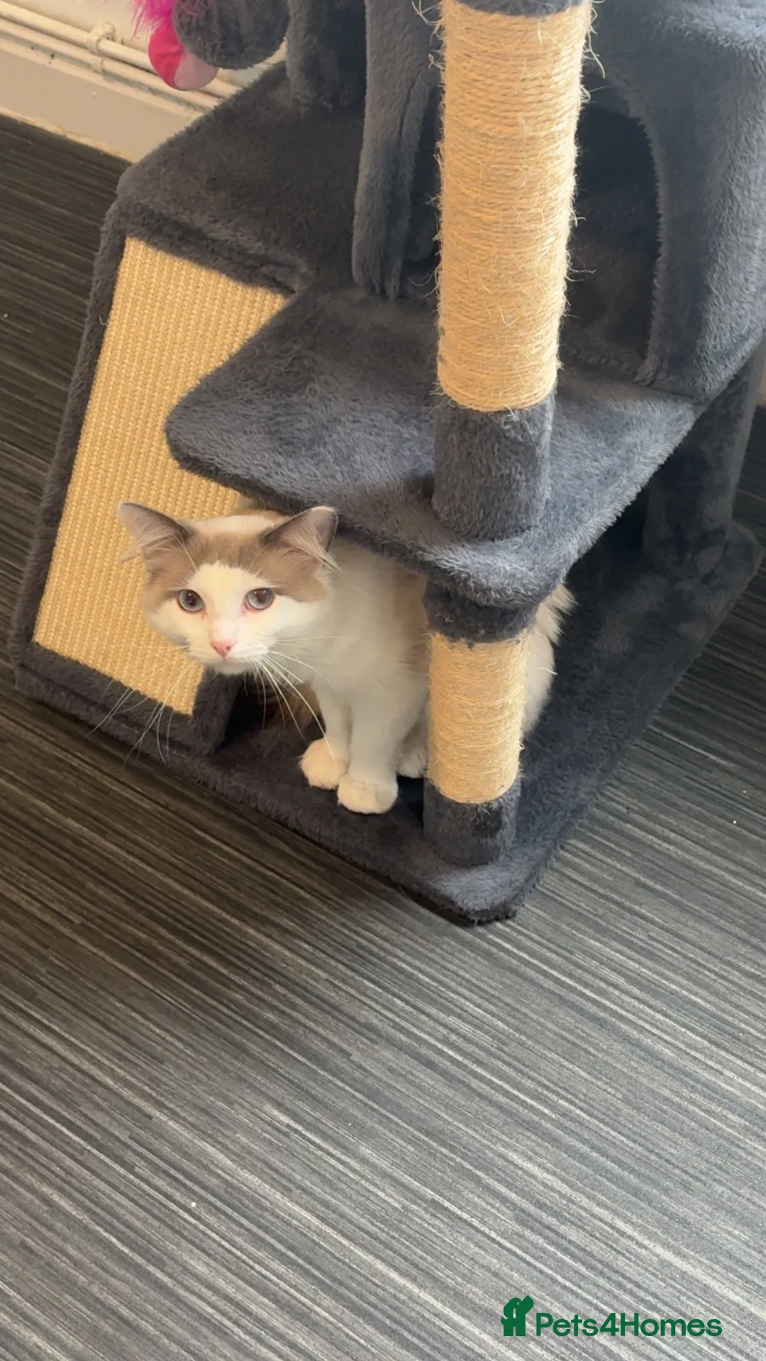 Ragdoll cats for sale: Male ragdoll - Advert 7