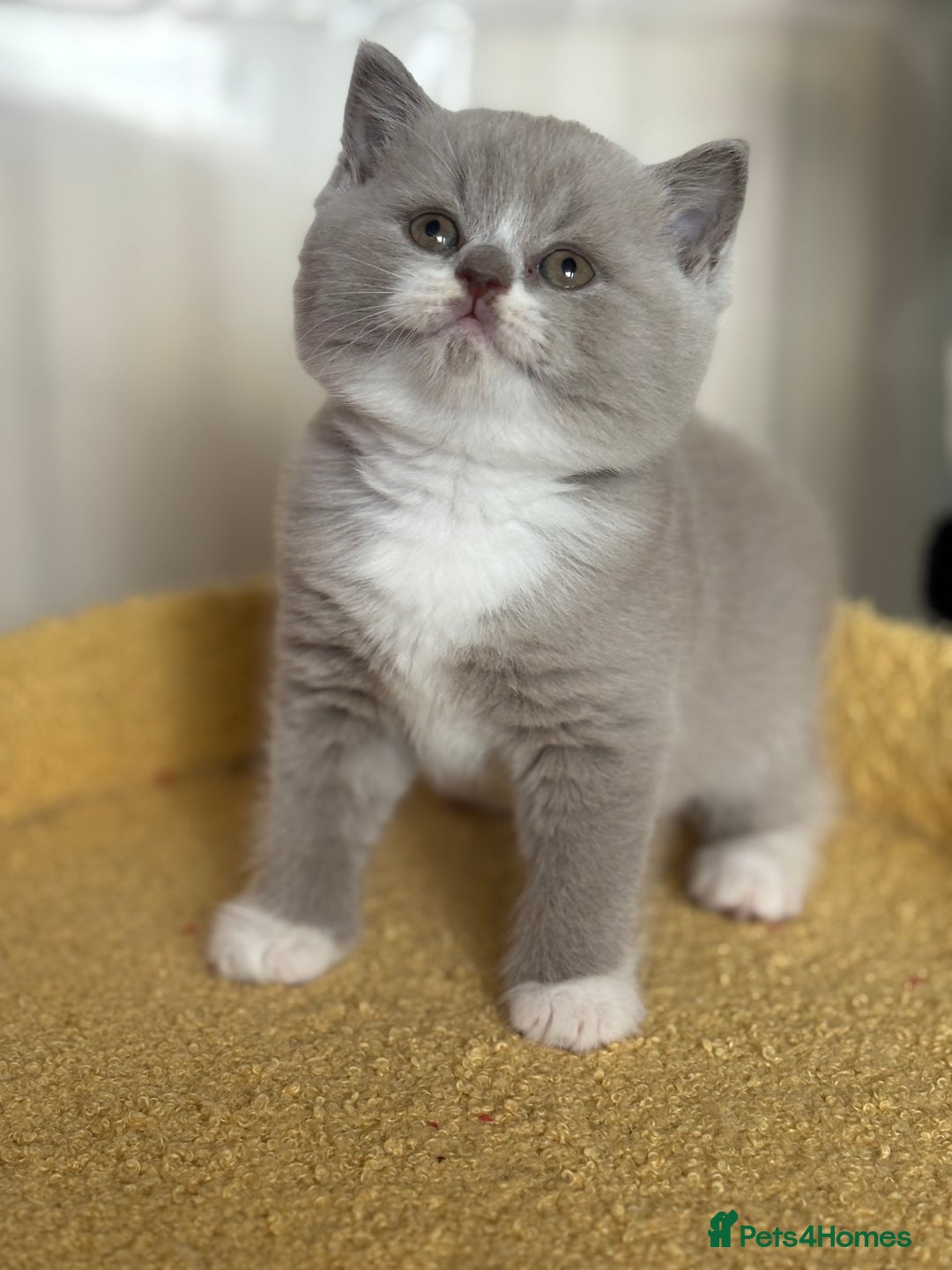 British Shorthair cats for sale: Tica registered lilac bi kittens available  - Image 5
