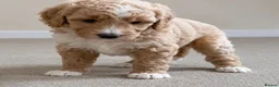 Cavapoo dogs for sale: Cavapoo x Australian labradoodle puppies  in Northampton - Advert 5
