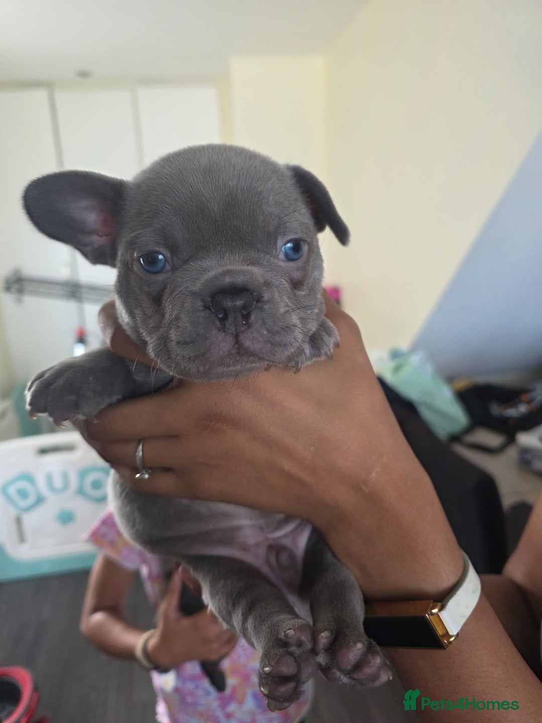 French Bulldog dogs for sale: 5 Beautiful French bulldogs - Image 26