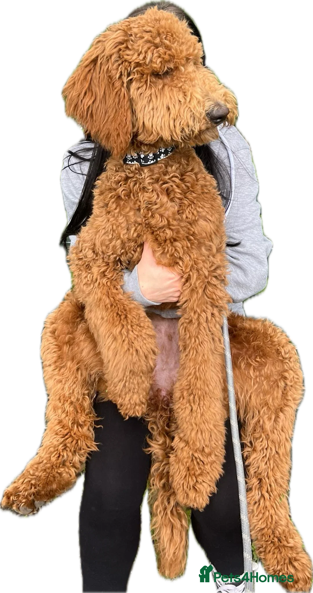 Labradoodle dogs for sale: Stunning Standard Multigen Labradoodles  - Advert 2