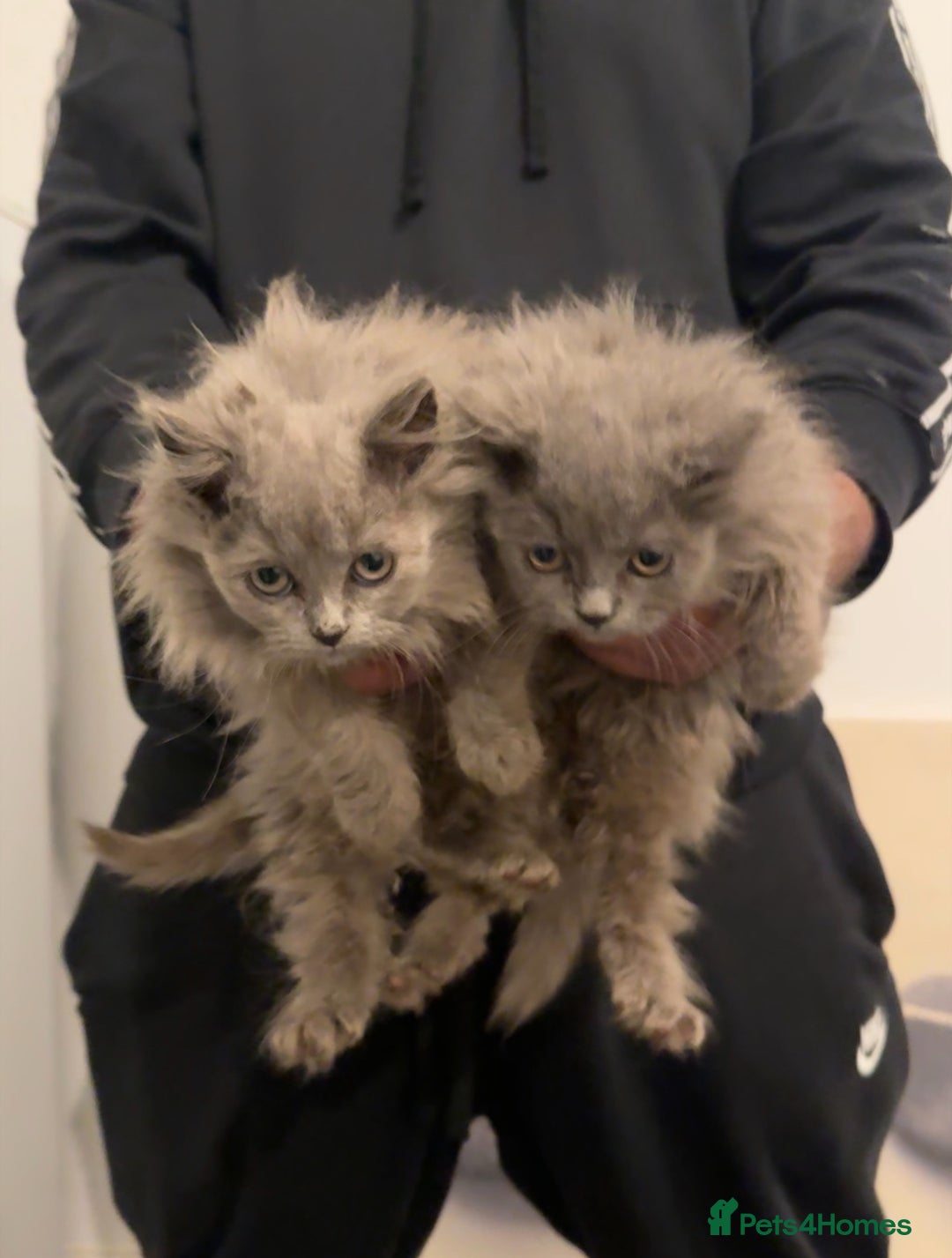 British Longhair cats for sale: Adorable British Longhair Kittens Ready Now! - Advert 25