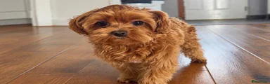 Puppy 1