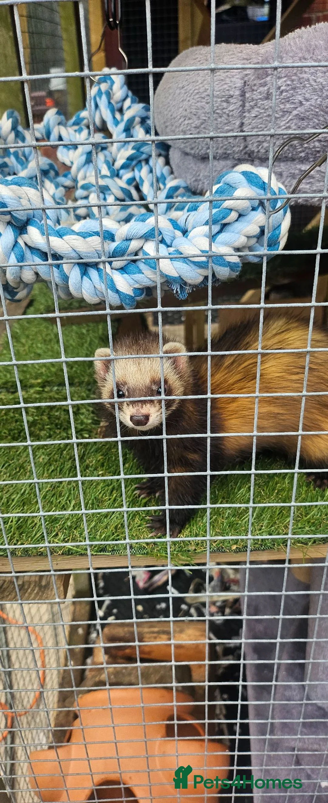 Ferret rodents for sale: Polecat jills - Advert 2