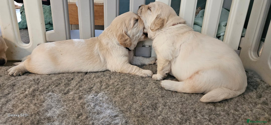 Golden Retriever dogs for sale: Beautiful chunky cream/golden retrievers  - Image 19