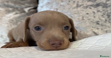 Miniature Dachshund dogs - Advert 15