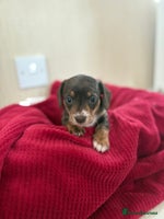 Miniature Dachshund dogs Kc registered smooth hair Miniature Dachshund’s - Advert 4