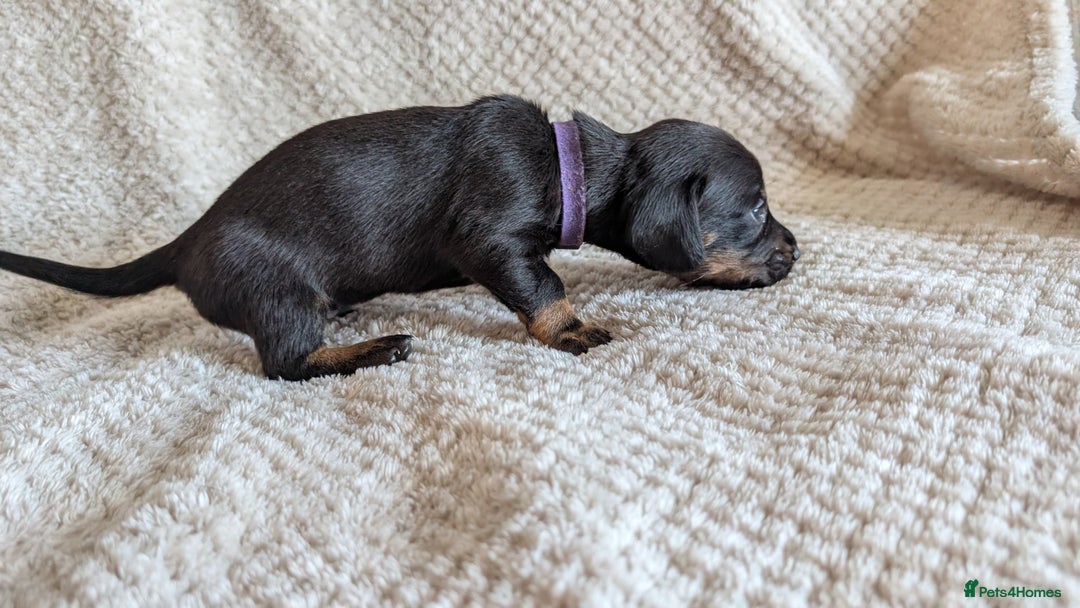 Dachshund dogs for sale: Dachshunds  - Image 20
