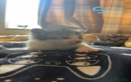 Maine Coon cats for sale: 1 GIRL / 5 BOYS - Image 7