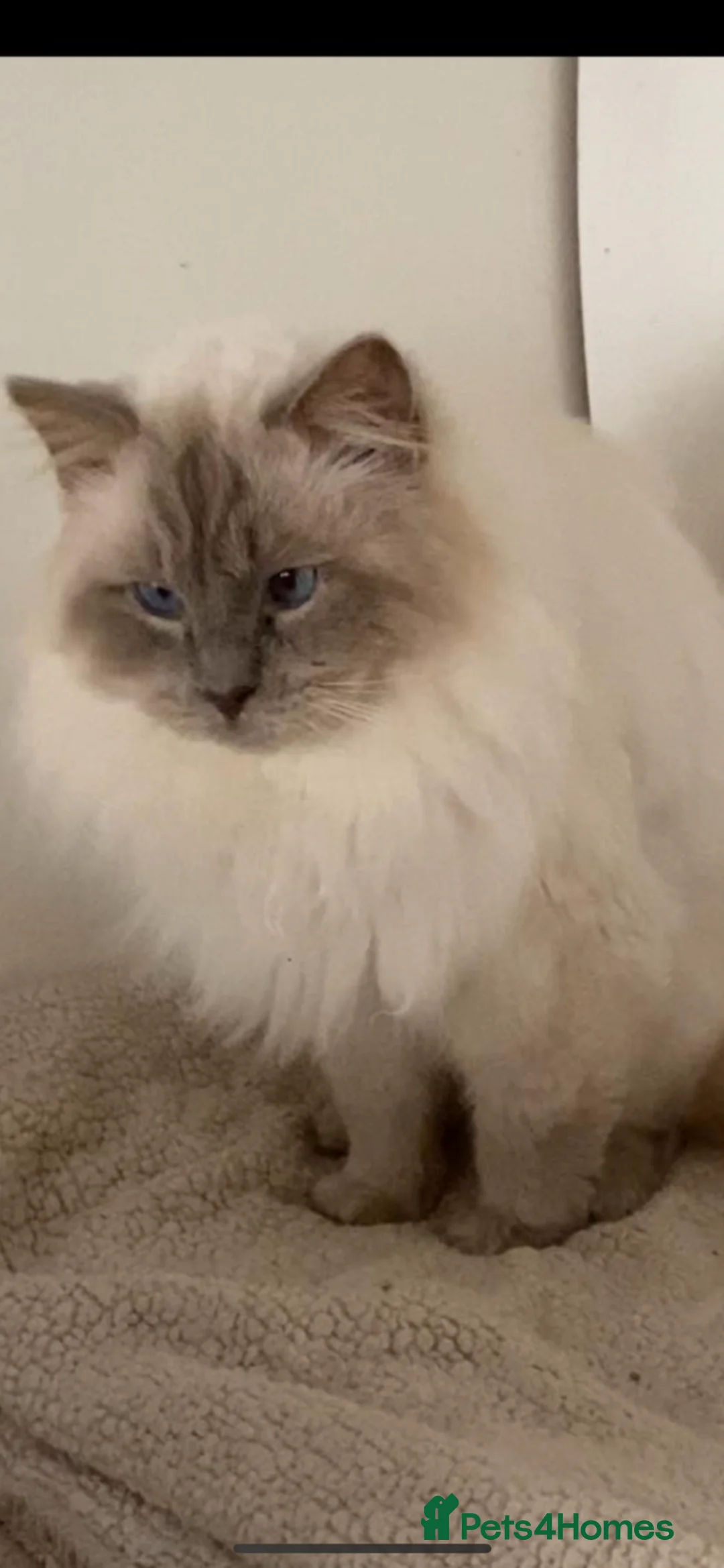 Ragdoll cats for sale: 2 GCCF ACTIVE RAGDOLL FEMALES 18 months, 1 MALE  - Advert 14