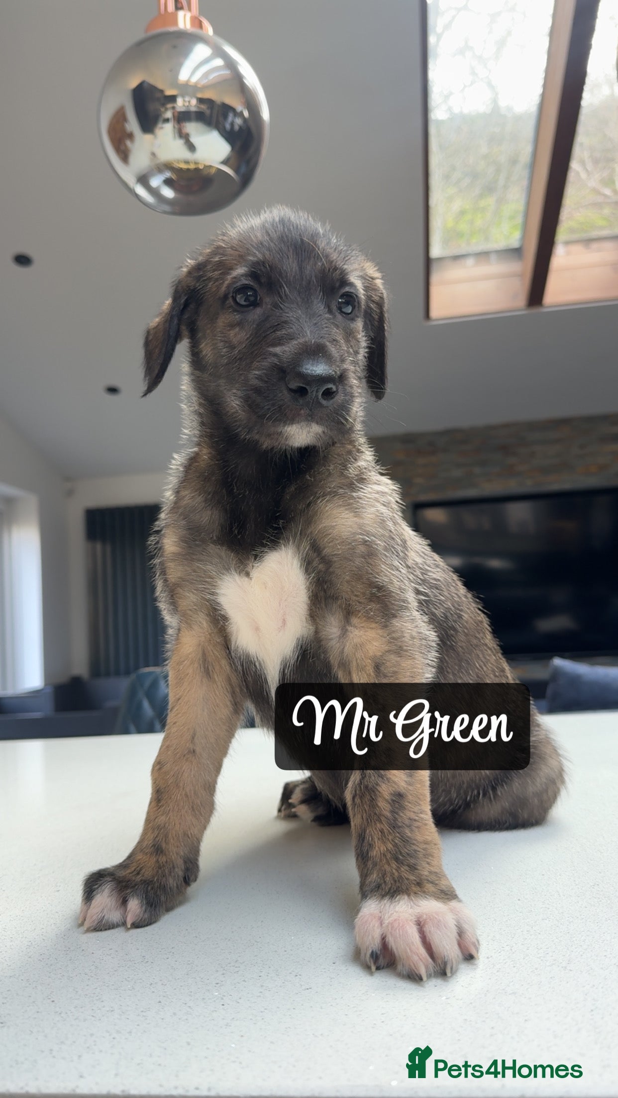 Irish Wolfhound dogs KC reg exceptional Irish Wolfhound Puppies - Advert 3