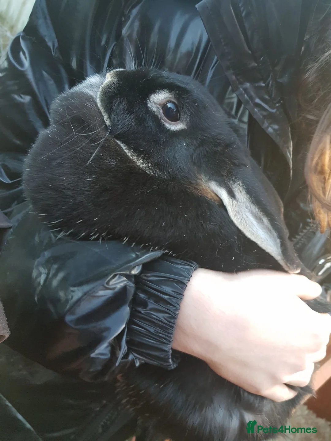 Mixed Breed rabbits for sale: 3 female rabbits with hutch in Devizes - Advert 2