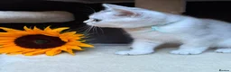 British Longhair cats for sale: PURE TICA BRITISH SHORTHAIR & LONGHAIR KITTENS  - Advert 10