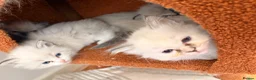 Ragdoll cats for sale: Stunning Colour Point and Bicolour Ragdoll Kittens - Advert 5