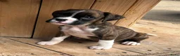 Boxer dogs for sale: *** Beautiful Brindle & White puppy *** - Advert 3