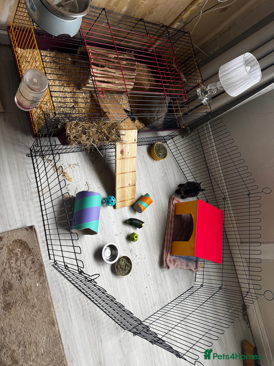 Rex rabbits for sale: 2 bonded females  - Advert 4