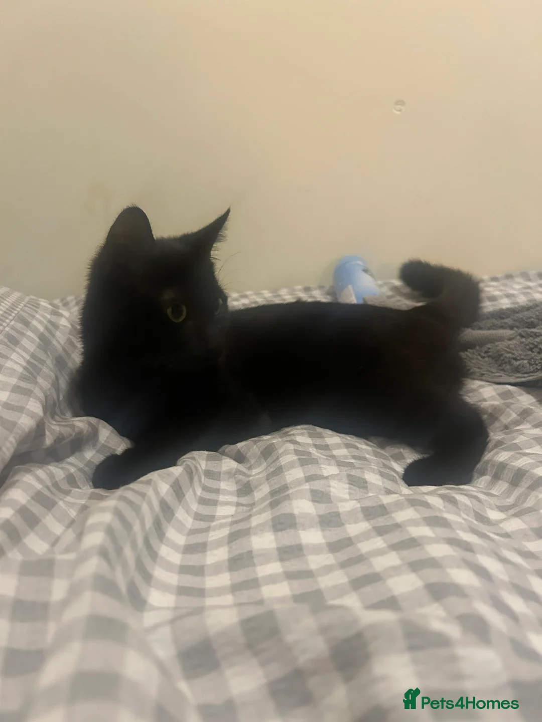 Mixed Breed cats for sale: Rosie cheeky black cat very playful - Advert 3