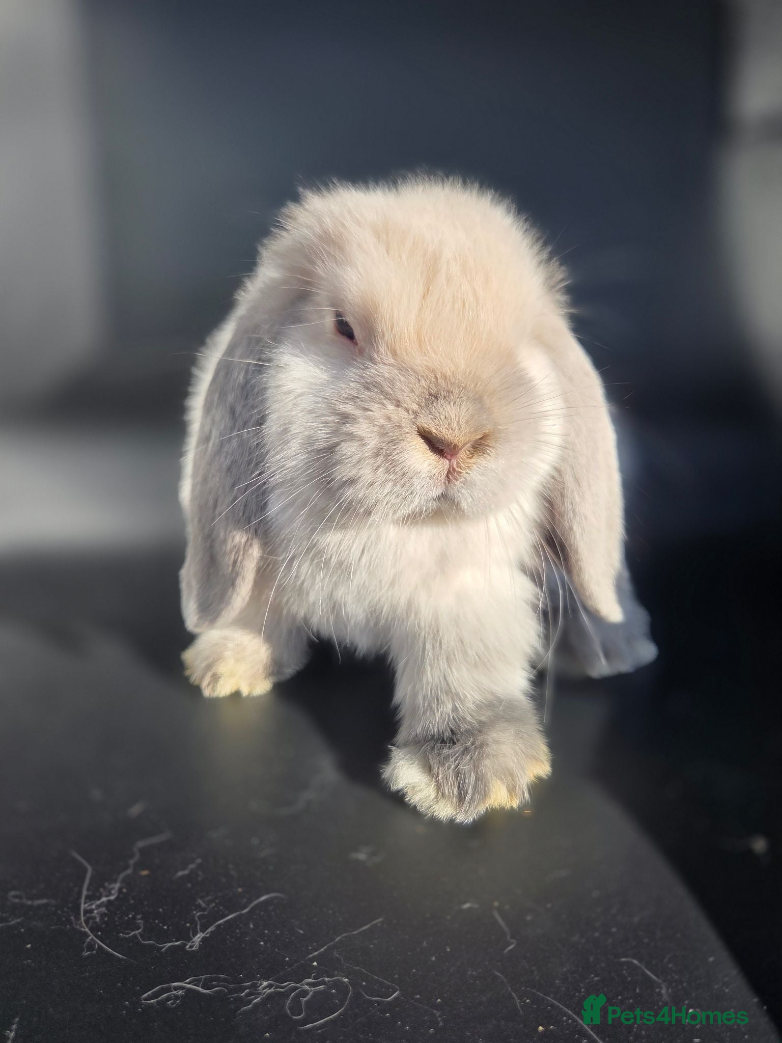 Mini Lop rabbits Pure bred mini lop bunnies - Advert 1