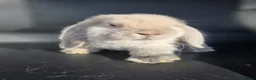 Mini Lop rabbits for sale: Pure bred mini lop bunnies - Advert 14