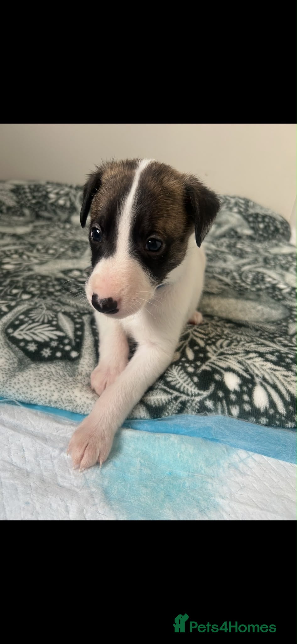 Whippet dogs Stunning pedigree whippet puppies  - Advert 1