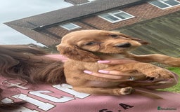 Cocker Spaniel dogs for sale: KC registered Red Cocker Spaniel Pups  - Image 15