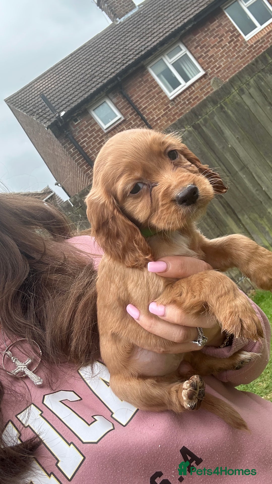 Cocker Spaniel dogs for sale: KC registered Red Cocker Spaniel Pups  - Image 15