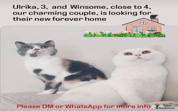 British Shorthair cats for sale: Closing of BSH cattery, 50% discount  - Image 7
