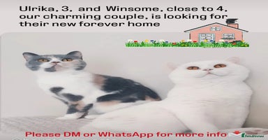 British Shorthair cats - Advert 11