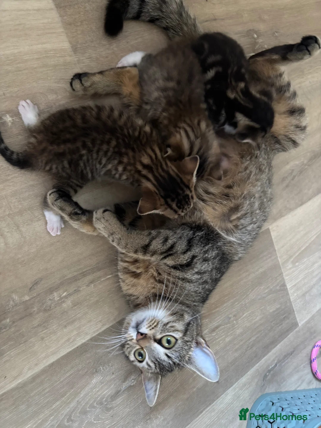 Mixed Breed cats for sale: Beautiful kittens  in Ipswich - Advert 19