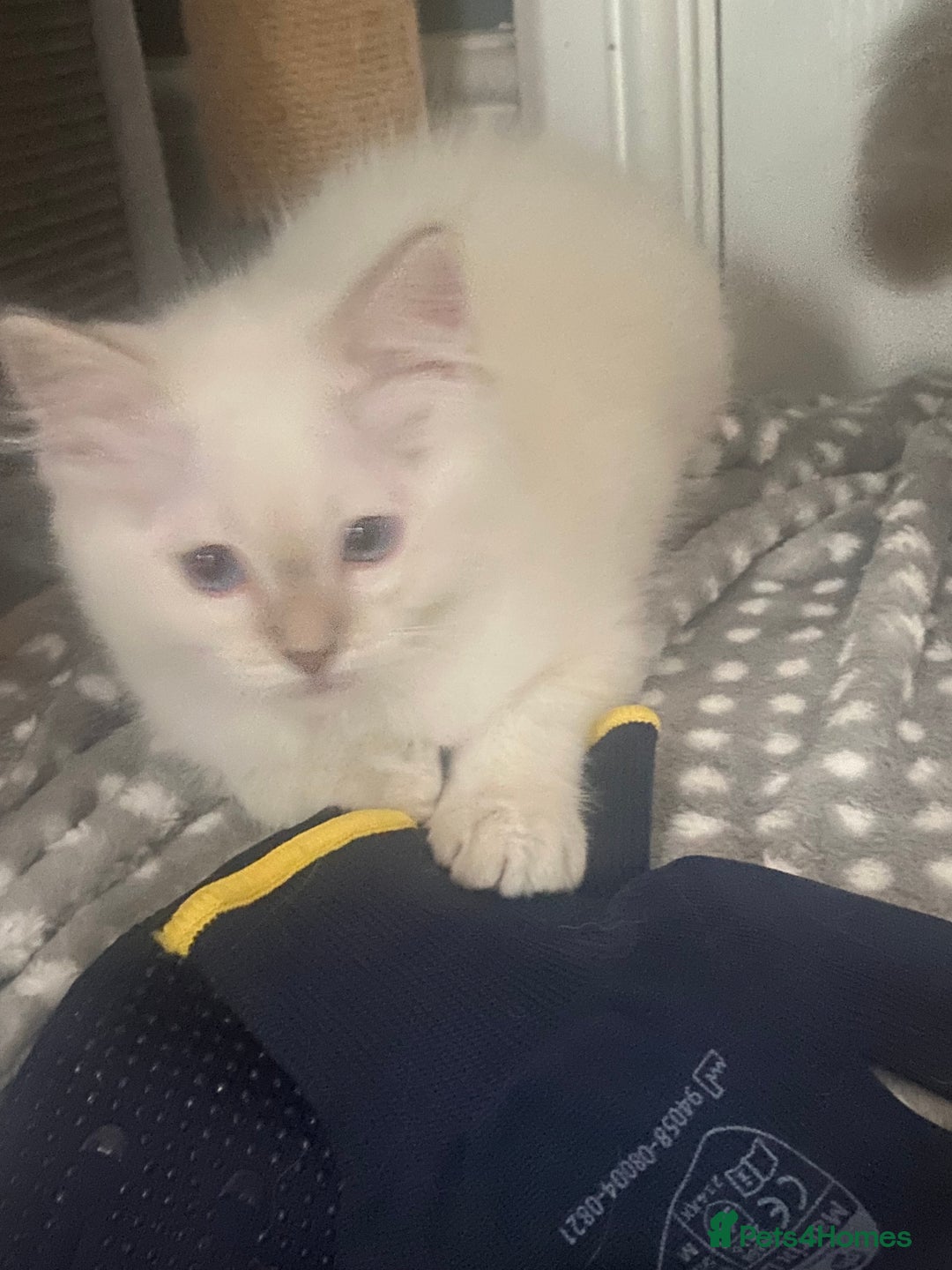 Ragdoll cats for sale: Gccf registered 3 boys left can deliver  - Image 11