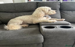 Goldendoodle dogs for stud: Ready for stud  - Image 2
