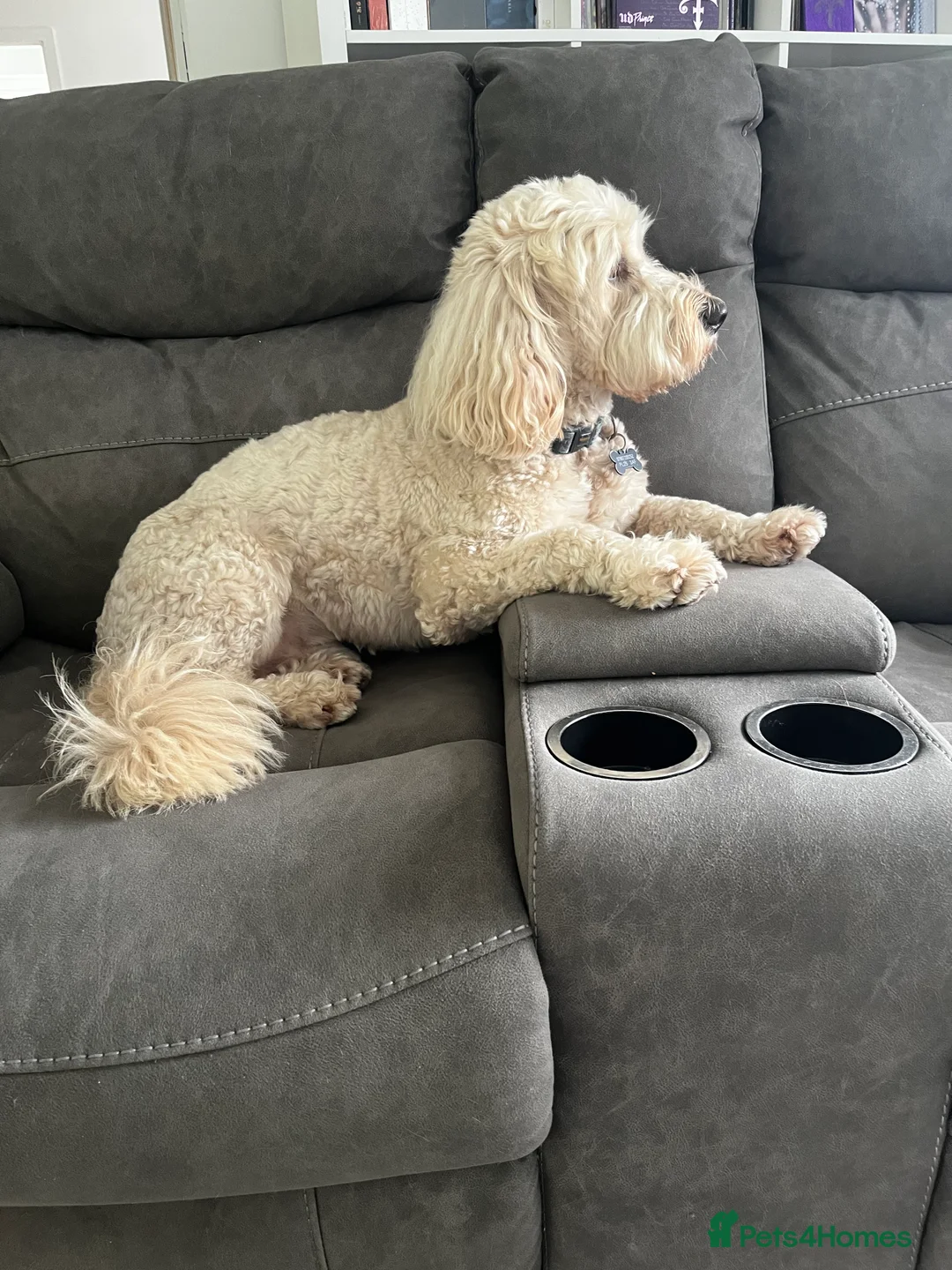 Goldendoodle dogs for stud: Ready for stud  - Advert 2