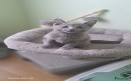 Russian Blue cats for sale: TICA 5* Pedigree Russian Blue Kittens - Image 13