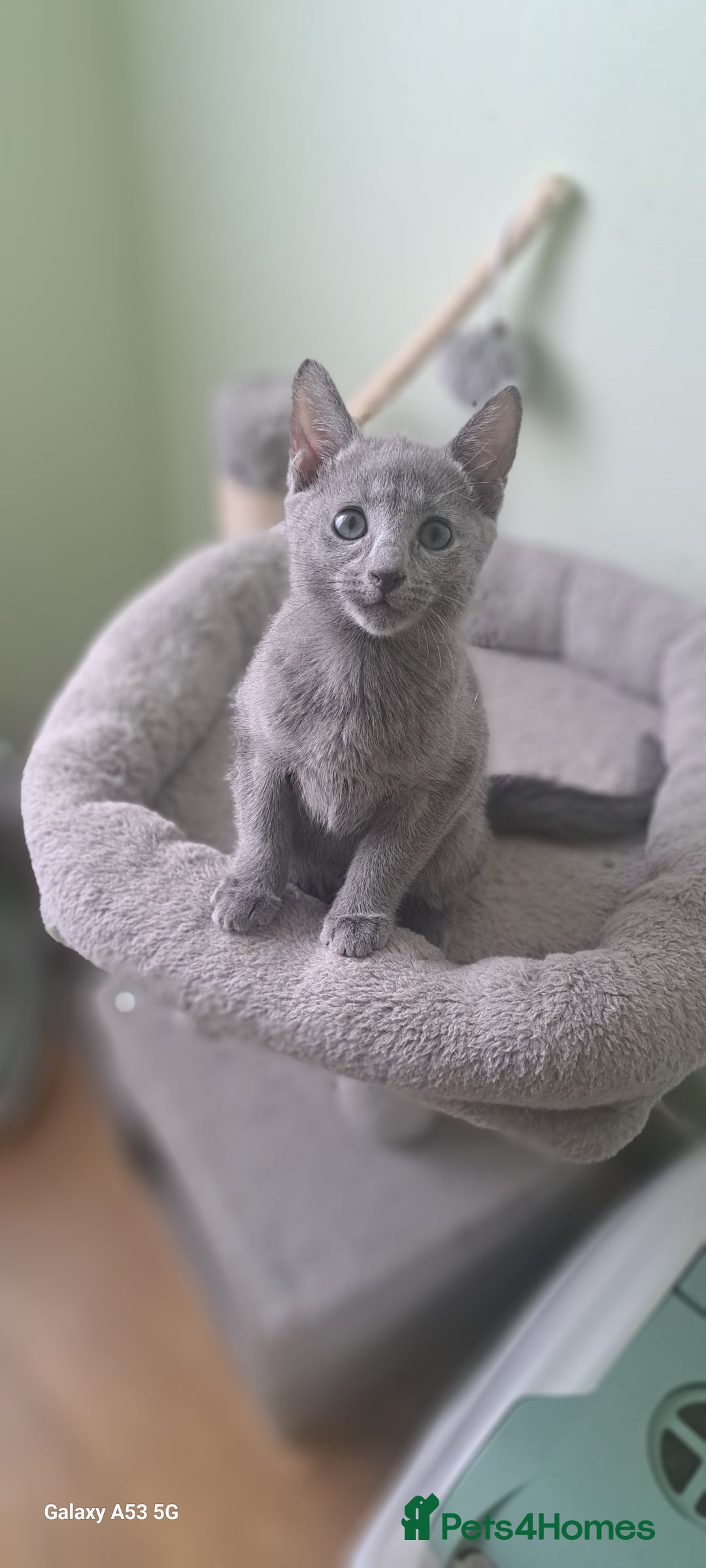 Russian Blue cats for sale: TICA 5* Pedigree Russian Blue Kittens - Image 13