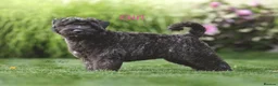 Bouvier Des Flandres dogs for sale: Bouvier des Flandres FCI/ZKwP in West Wickham - Advert 13